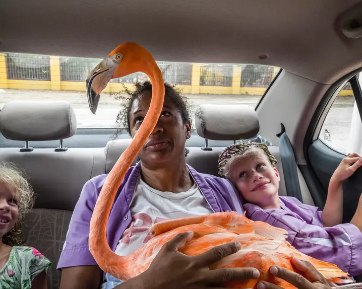An adult and two children sit in the back seat of a car looking at a flamingo on the adult's lap. 