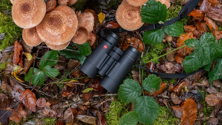 The Leica Ultravid 8x42 HD lies on the forest floor, surrounded by falling leaves, mushrooms and leaves in autumnal colors