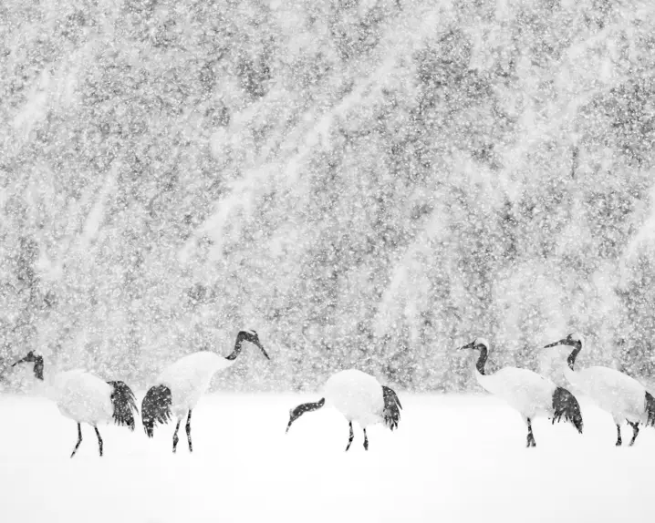 Olivier Larrey japon sous la neige avec le Leica SL3
