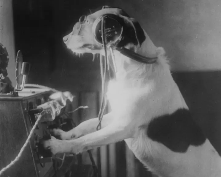 A Dog in front of a radio device