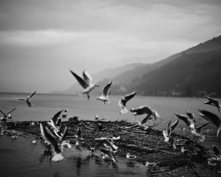 A picture of the so-called bird island on Lake Biel