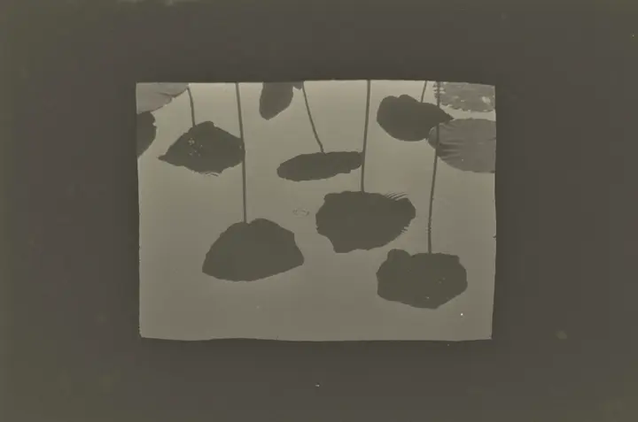 Shadow of flowers in the water