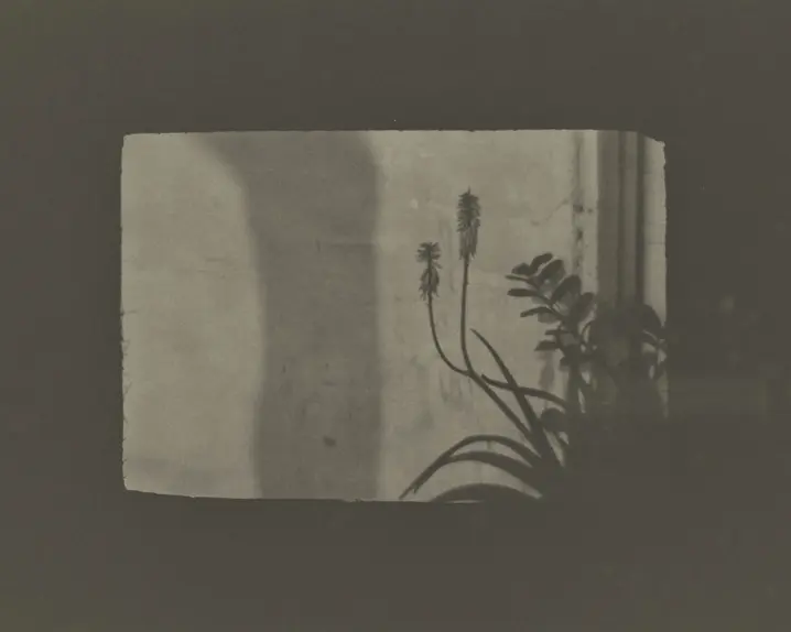 Shadow of flowers