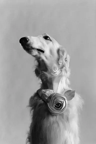 Dog with a Rose