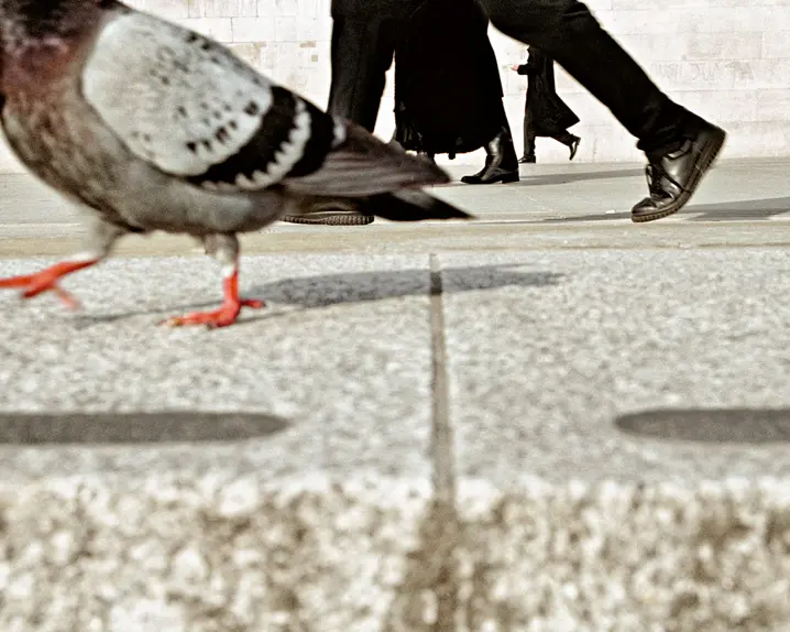 Pidgeon walking with men
