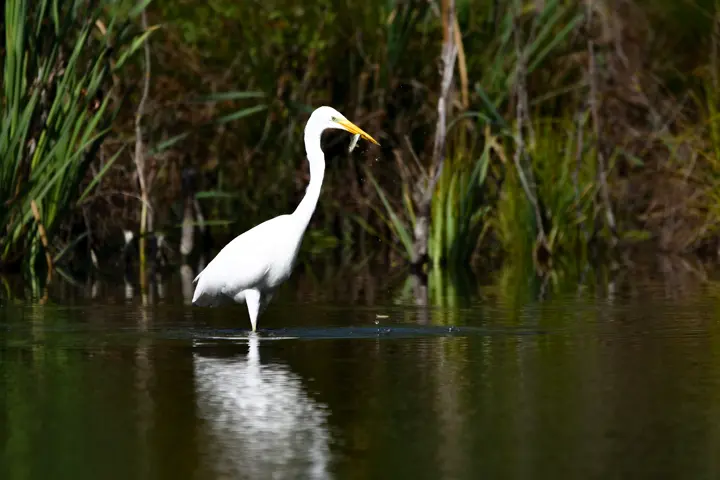 Bird catching a fish in a pond
