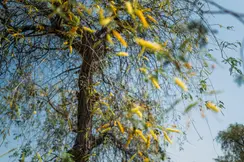 Image of trees from Photographer Obaid Albudoor
