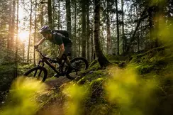 Man riding a mountain bike down a path in the woods on a sunny day.
