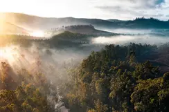 A misty forest is flooded with the first rays of sunshine of the day.
