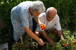An elderly couple pick ripe tomatoes in their garden.