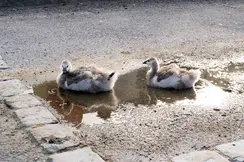Two swan chicks rest in a small puddle on a paved road.