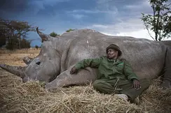 A man leaning against a lying rhinoceros, both resting on a meadow
