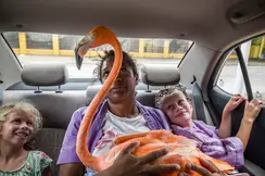 An adult and two children sit in the back seat of a car looking at a flamingo on the adult's lap. 
