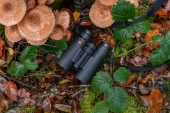 The Leica Ultravid 8x42 HD lies on the forest floor, surrounded by falling leaves, mushrooms and leaves in autumnal colors