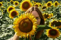 Mary McCartney in the sunflower field
