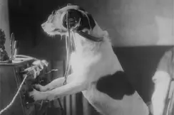 A Dog in front of a radio device