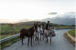 Five horses standing on the street.