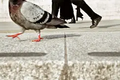 Pidgeon walking with men