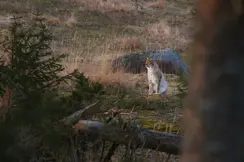 Eurasian-Lynx-in-Woodland