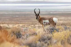 Pronghorn in Wyoming