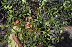 woman with her child behind leafs