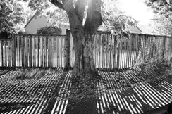 image of a tree b&w