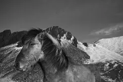 horse b&w