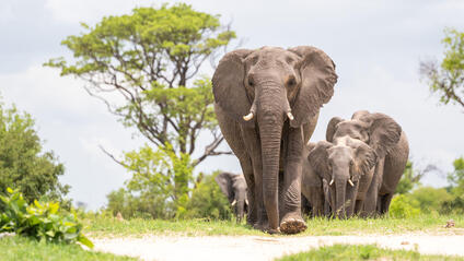 A group of elephants moves through a green landscape.