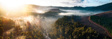 A misty forest is flooded with the first rays of sunshine of the day.