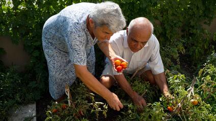 An elderly couple pick ripe tomatoes in their garden.