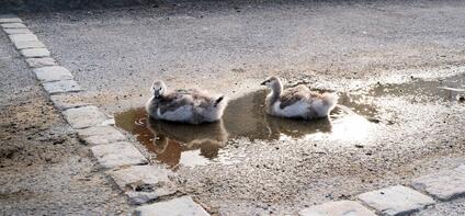 Two swan chicks rest in a small puddle on a paved road.