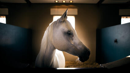 A white horse stands in a stable