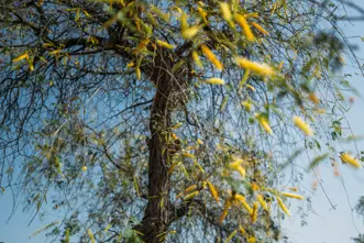 Image of trees from Photographer Obaid Albudoor