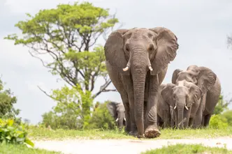 A group of elephants moves through a green landscape.