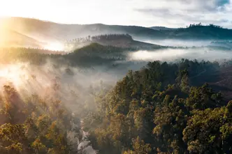 A misty forest is flooded with the first rays of sunshine of the day.