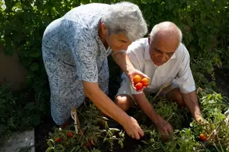 An elderly couple pick ripe tomatoes in their garden.