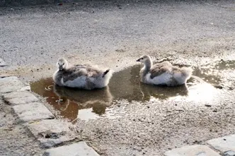 Two swan chicks rest in a small puddle on a paved road.