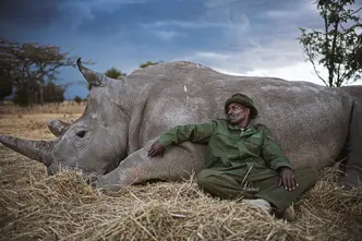A man leaning against a lying rhinoceros, both resting on a meadow