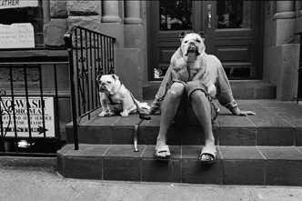 Person sits on steps with two dogs, one dog sits on the lap covering the person's upper body and face.