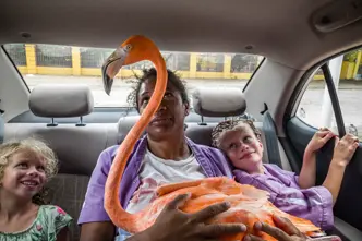 An adult and two children sit in the back seat of a car looking at a flamingo on the adult's lap. 