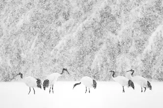 Olivier Larrey japon sous la neige avec le Leica SL3