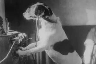 A Dog in front of a radio device