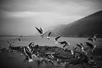 A picture of the so-called bird island on Lake Biel
