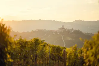 Vineyards
