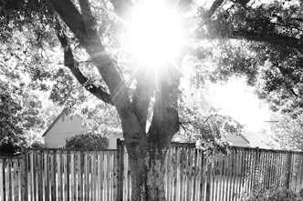 image of a tree b&w