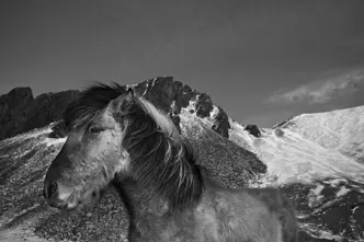 horse b&w