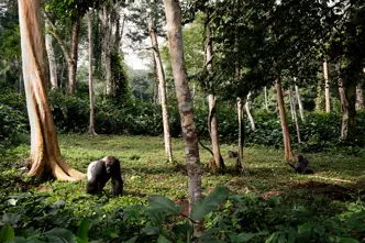 Western lowland gorillas in a dense tropical rainforest, capturing wildlife, biodiversity, and the natural habitat of Central Africa.