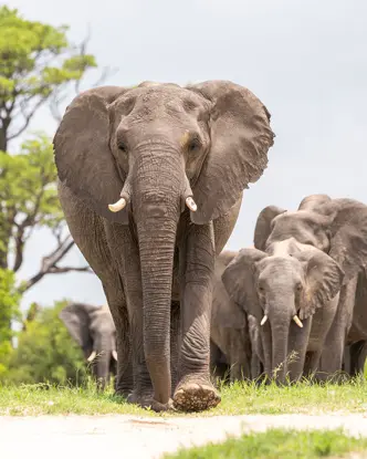 A group of elephants moves through a green landscape.