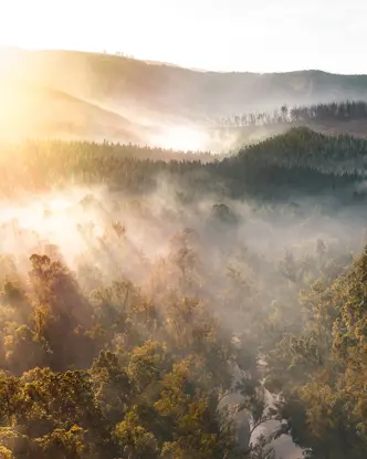 A misty forest is flooded with the first rays of sunshine of the day.
