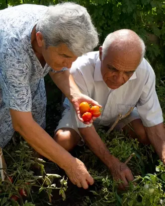 An elderly couple pick ripe tomatoes in their garden.